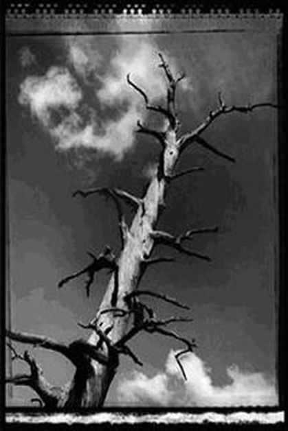 Ancient Tree, Black Hills, South Dakota, Castello d'Albertis